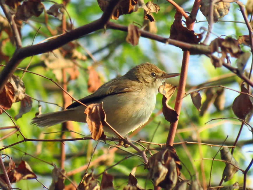 Blyth's reed warbler